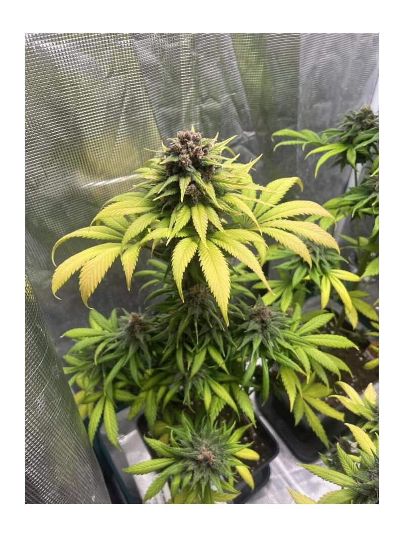 Forbidden Mochi Fast, Фасовка: 3, изображение 2